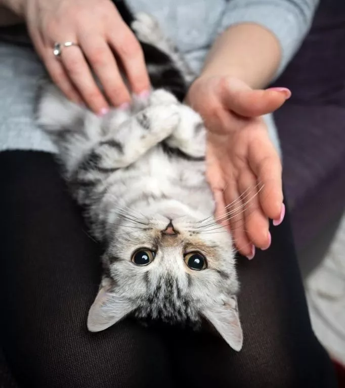 British Shorthairs Tend Not To Be Lap Cats