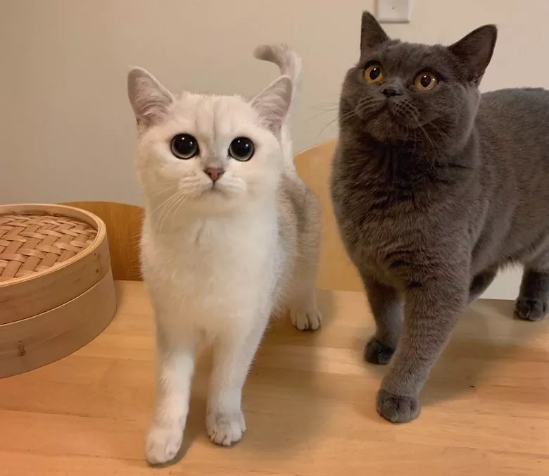 Is it better to have two British Shorthairs?