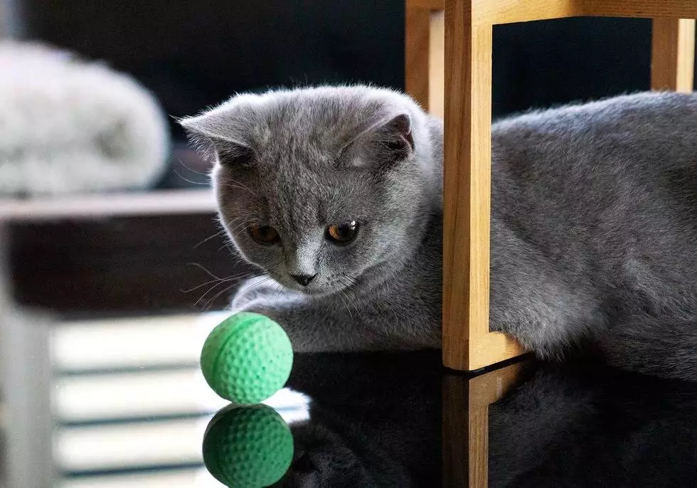 What is the British Shorthair's personality?