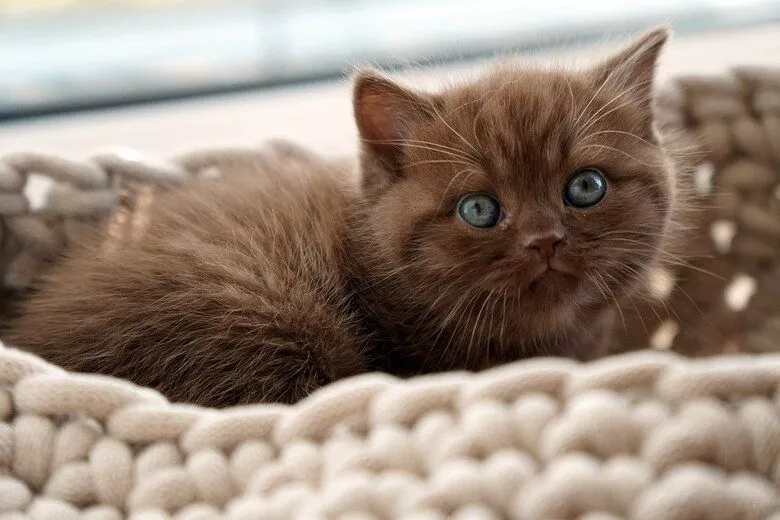 British shorthair kitten from a registered breeder