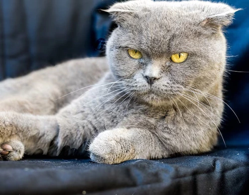 Can You Be Allergic To British Shorthair