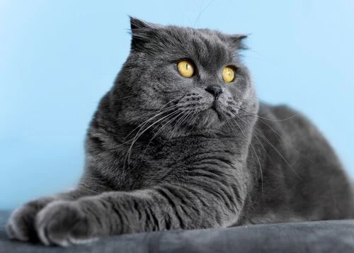 Do British Shorthair cats have hypoallergenic qualities