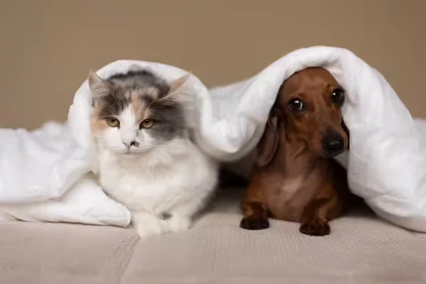 Dog and cat can be Friends