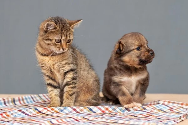 kitten with puppy