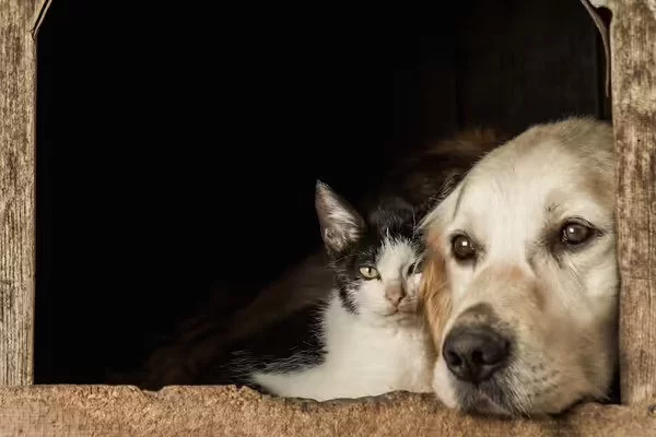 cat with labrador