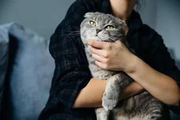 An adult Domestic British Shorthair cat