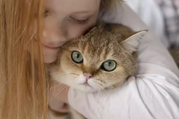 Domestic British Shorthair cat image