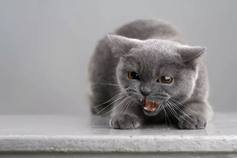 Aggressive-british-shorthair-cat-image