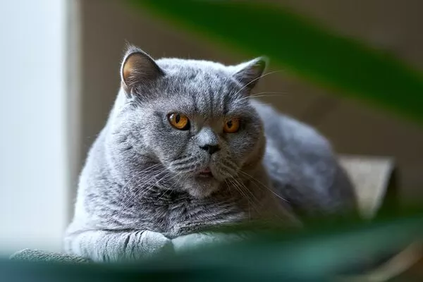 British shorthair on bed