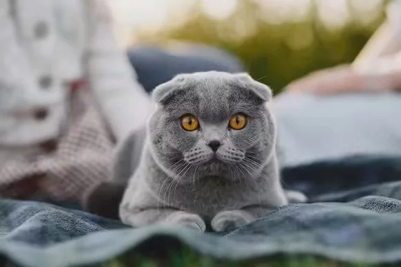 British Shorthair Cat