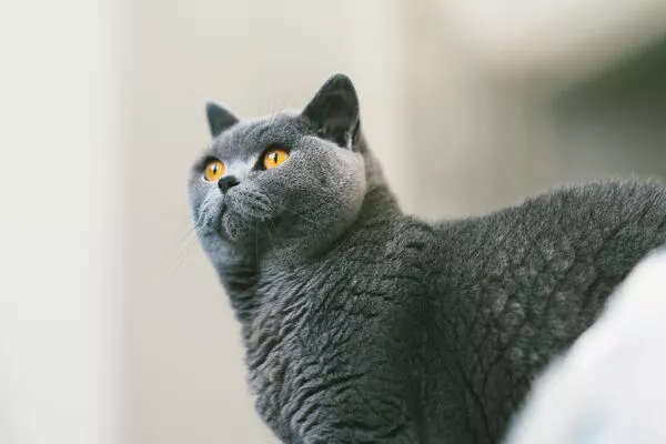 Russian blue cat