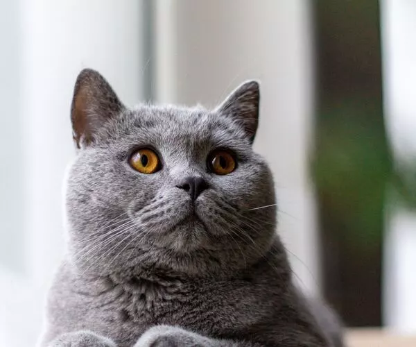 British Shorthairs health