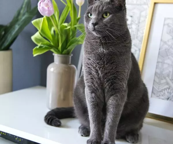 British Shorthair size and weight