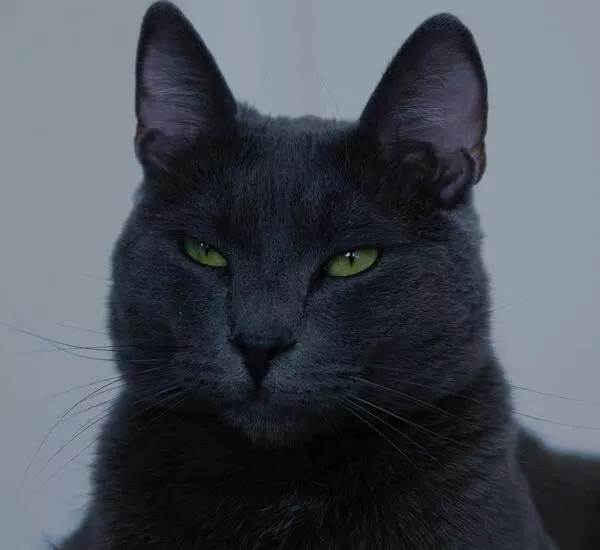 Russian blue