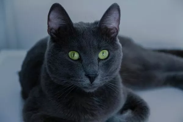 Russian blue cat