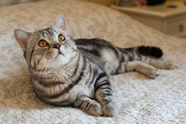 American Shorthair cat on bed