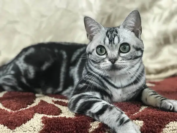 American Shorthair temper