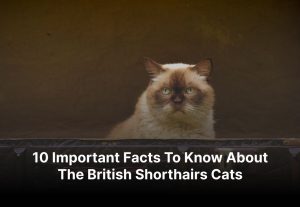 10 Important Facts To Know About The British Shorthairs Cats