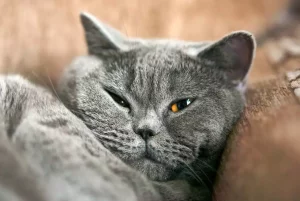 Are British Shorthair Cats Friendly