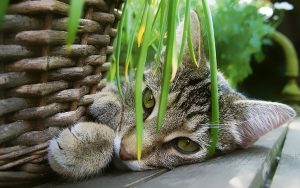 Cat Diet and Nutrition