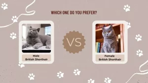 Female Vs Male British Shorthair Cats