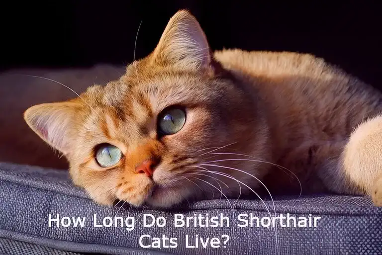 How Long Do British Shorthair Cats Live?