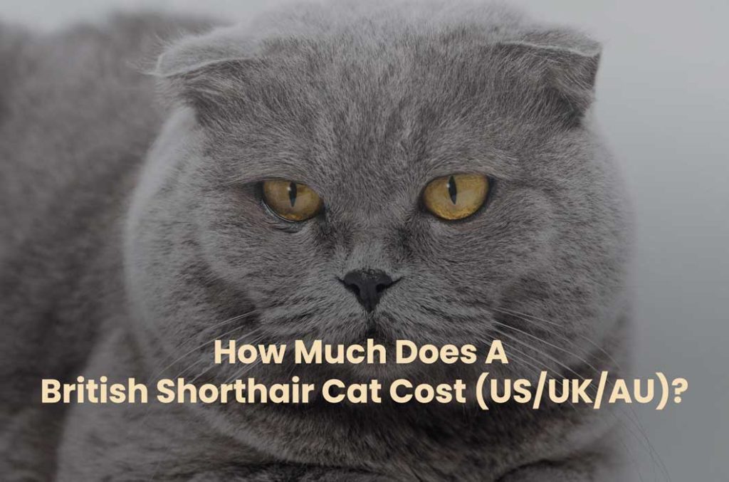 How Much Does A British Shorthair Cat Cost (US/UK/AU)?