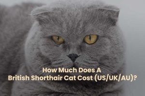 How Much Does A British Shorthair Cat Cost (US/UK/AU)?