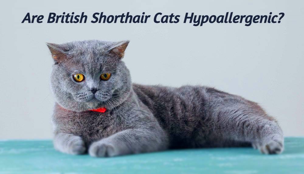 Hypoallergenic cat Featured image