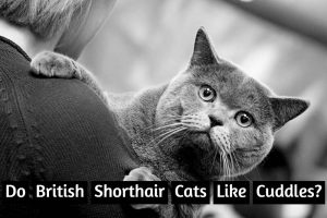 British shorthair cuddle featured image