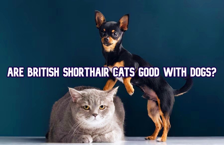 British Shorthair with dog Featured img