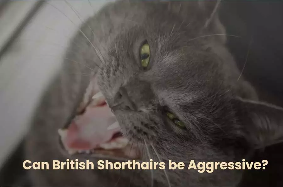 Can British Shorthairs be Aggressive?