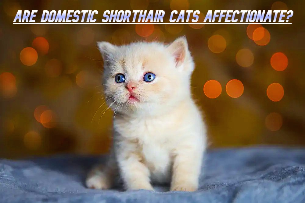 Are Domestic Shorthair Cats Affectionate?