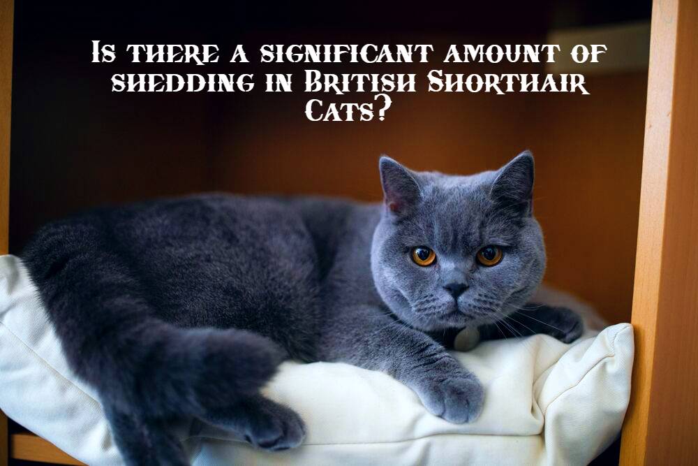 Shedding in British Shorthair Cats?