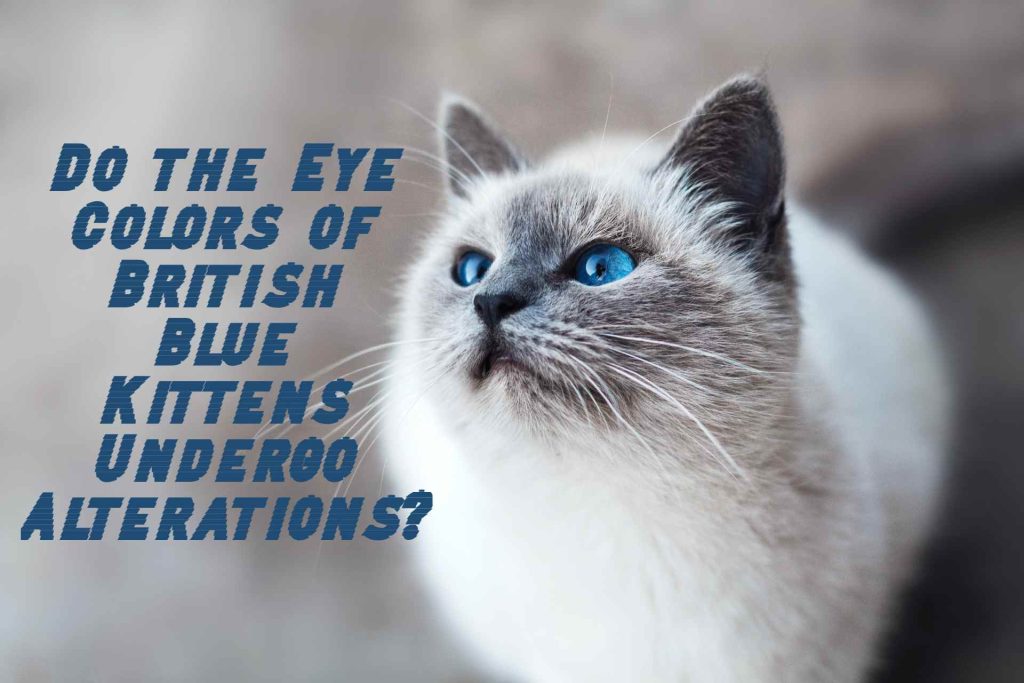 Do the Eye Colors of British Blue Kittens Undergo Alterations