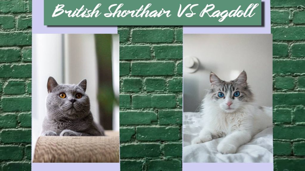 british shorthair cat vs ragdoll featured img