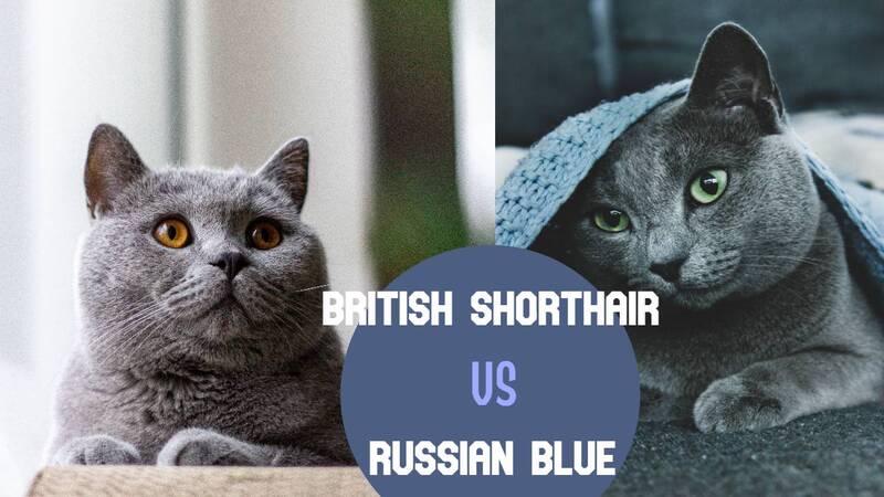 Russian Blue Vs British Shorthair