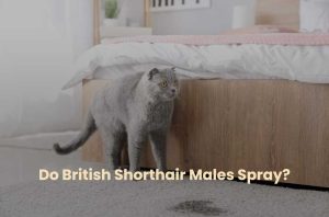 Do British Shorthair Males Spray?