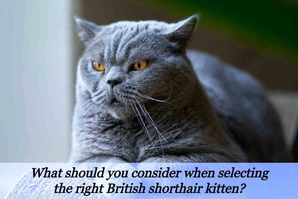 selecting right british shorthair cat image