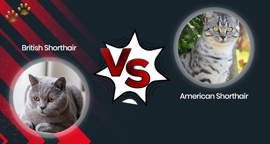 British Shorthair vs American Shorthair